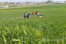 고창 보리밭서 찰칵