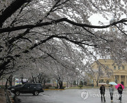 비가 내리나, 꽃이 내리나