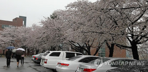 비가 내리나, 꽃이 내리나
