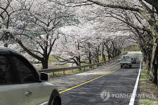 <카메라뉴스> 무주 설천면 벚꽃 터널 장관