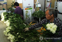 <르포> 화훼농가 5월 대목엔 기지개 펴나