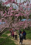복사꽃 향기 속에 감곡복숭아꽃 축제