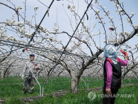 금산 배밭서 인공수정 한창