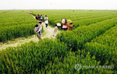 김제 심포 보리밭에 12만명 방문