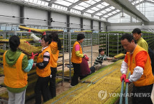 <카메라뉴스> 무주농협, 농촌 일손돕기