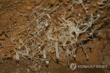 강릉 임곡동굴