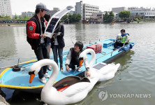 태양광 백조입니다