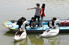 태양광 백조 건대 호수 위에 둥둥