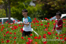 <카메라뉴스> 통영 도남관광지에 꽃양귀비 활짝