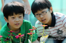 나비 정말 예뻐요
