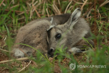 양구 산양증식복원센터 3번째 산양 증식 성공