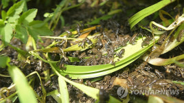 비를 기다리는 새끼두꺼비 수천마리