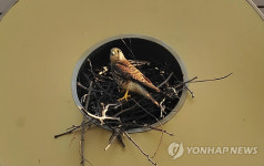 건물 조형물에 둥지 튼 황조롱이