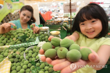 국내산 햇 매실 맛보세요