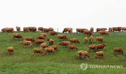초지 달리는 대관령 한우들