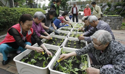 어르신들에게 텃밭상자를