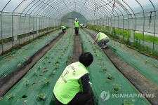 폴리텍Ⅲ대학 춘천캠퍼스 농촌봉사
