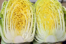 농진청 