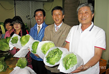 합천 농민들 배추값 폭락 수출로 극복