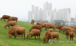 한우들의 소풍 구제역 없이 건강하게