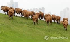 한우들의 소풍 구제역 없이 건강하게