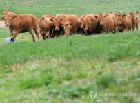 한우들의 소풍 구제역 없이 건강하게
