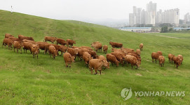 한우들의 소풍 구제역 없이 건강하게