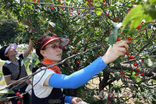 앵두따러 오세요