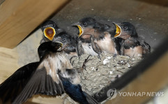 막국수 집에 둥지 튼 제비가족