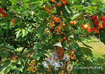 음성 갑산마을 체리 수확 한창
