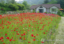 원주 용수골마을서 꽃 양귀비 축제