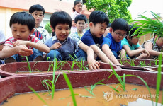 초등학교 운동장서 모내기 체험행사