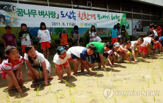 <카메라뉴스> 경남농협 도심 속 모내기체험