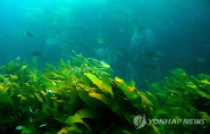 독도 바다는 해조숲 무성한 어류 산란장<수과원>