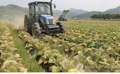 말라버린 봄배추 폐기