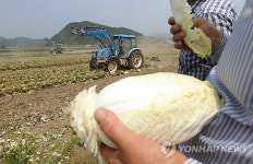 배추 한포기가 아까운데...