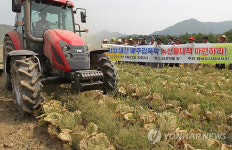 말라버린 봄배추 폐기