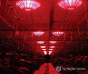 LED 밝힌 시설원예 수확량 급증