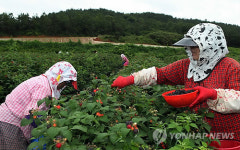 함평 복분자 수확 한창