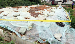 장마철 AI 매몰지