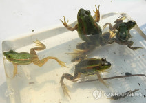충북 오송역 일대 금개구리 서식