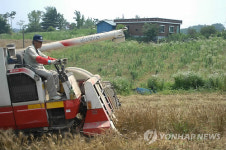 노인들이 휴경지서 밀 재배