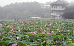<카메라뉴스> 장관 이룬 전주 덕진공원 연꽃