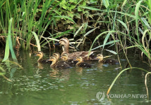 오리 가족의 행복한 나들이