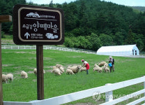 소금강 마을 양떼목장으로 놀러 오세요
