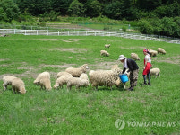 소금강 마을 양떼목장으로 놀러 오세요