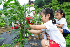 고사리손으로 가꾼 채소밭