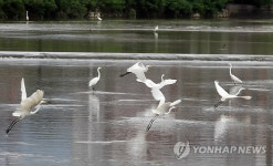 춘천 공지천 먹이찾는 여름철새