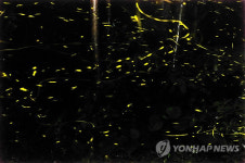 반딧불이 국내 최대 서식지 제주서 발견