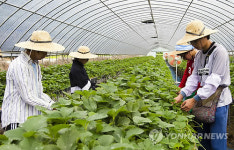 <카메라뉴스> 전북대생 무주 농활서 구슬땀